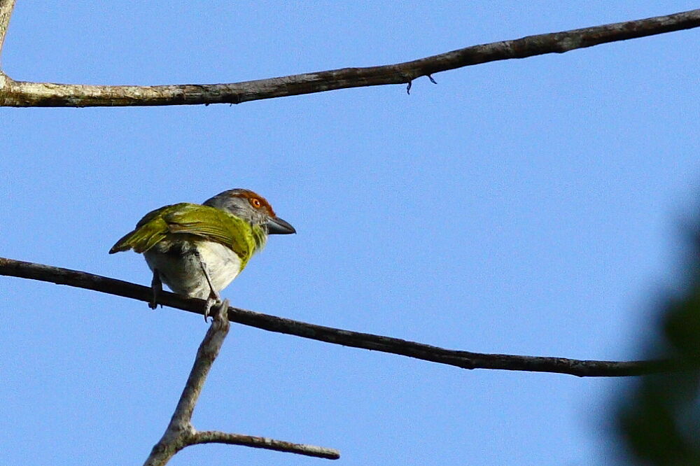 Rufous-browed Peppershrike