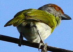 Rufous-browed Peppershrike