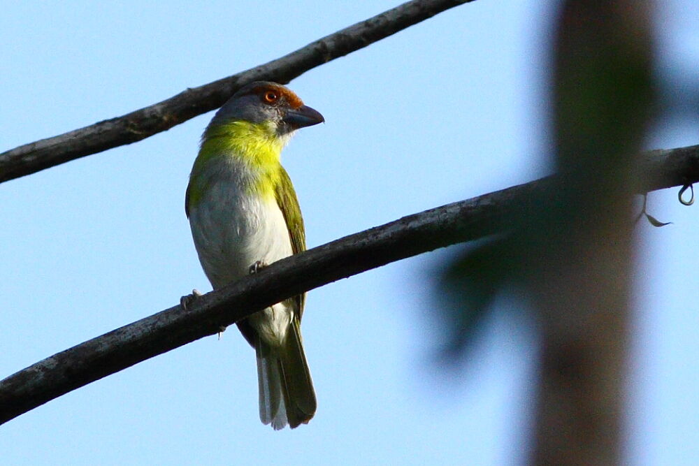 Rufous-browed Peppershrike