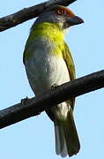 Rufous-browed Peppershrike