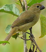 Wing-barred Seedeater