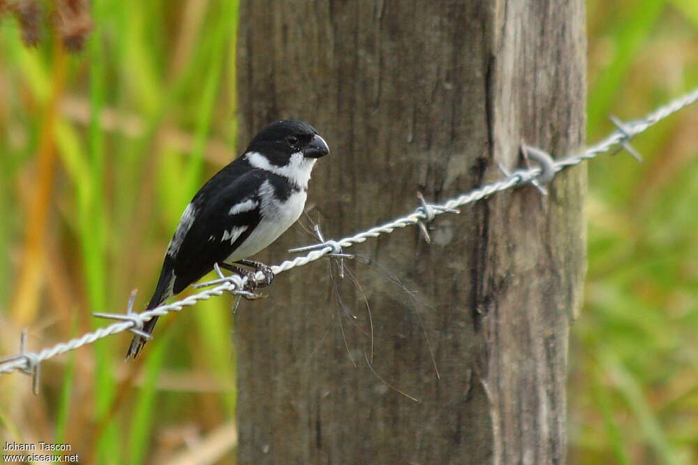 Wing-barred Seedeater male adult, identification