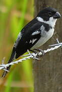 Wing-barred Seedeater