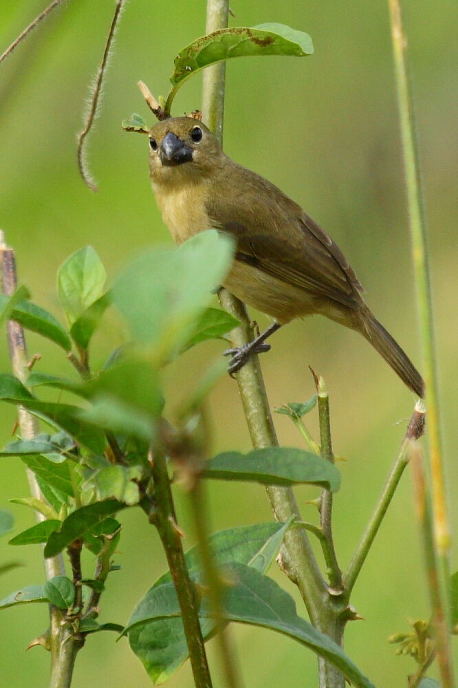 Wing-barred Seedeater female adult, identification