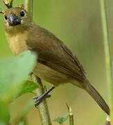 Wing-barred Seedeater