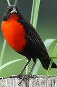 Red-breasted Blackbird