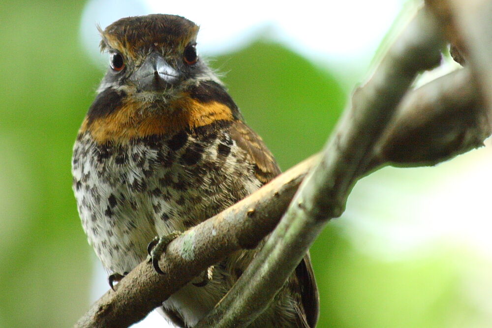 Spotted Puffbird