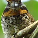 Tamatia tacheté