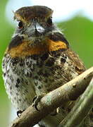 Spotted Puffbird