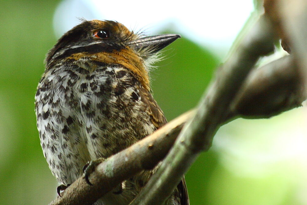 Spotted Puffbird