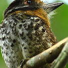 Tamatia tacheté