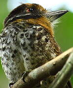 Spotted Puffbird