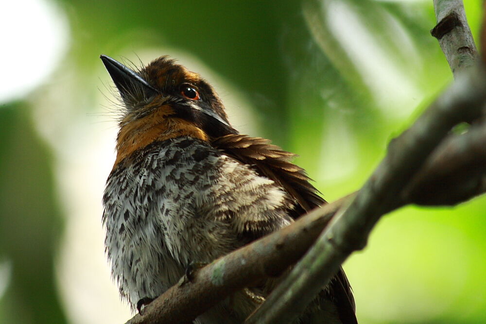 Spotted Puffbird