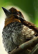 Spotted Puffbird