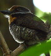 Spotted Puffbird