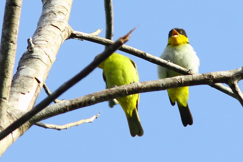 Tangara à dos jaune adulte