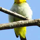 Tangara à dos jaune