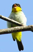 Yellow-backed Tanager