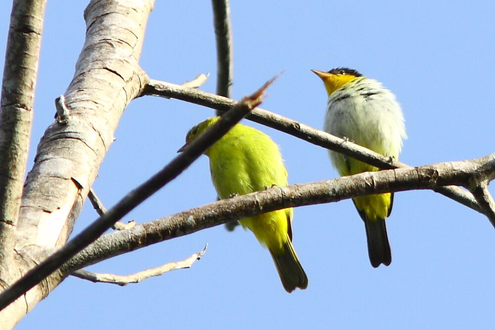 Yellow-backed Tanager adult