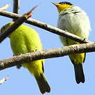Tangara à dos jaune