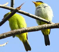 Tangara à dos jaune