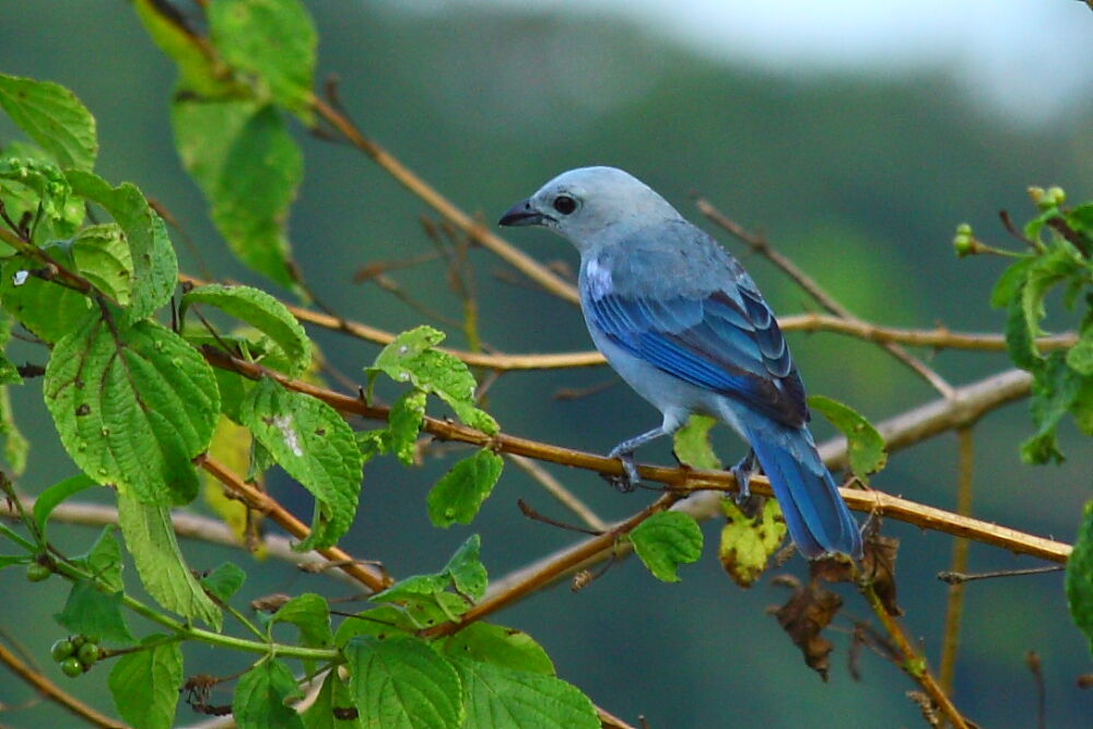 Blue-grey Tanager