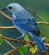 Blue-grey Tanager