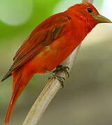 Summer Tanager