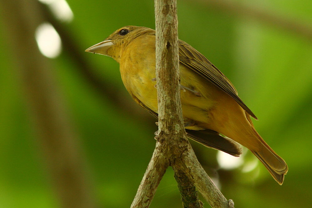 Tangara vermillon femelle adulte, identification