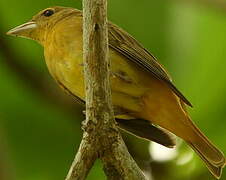 Summer Tanager