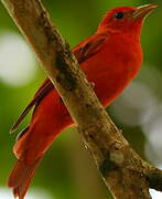 Summer Tanager