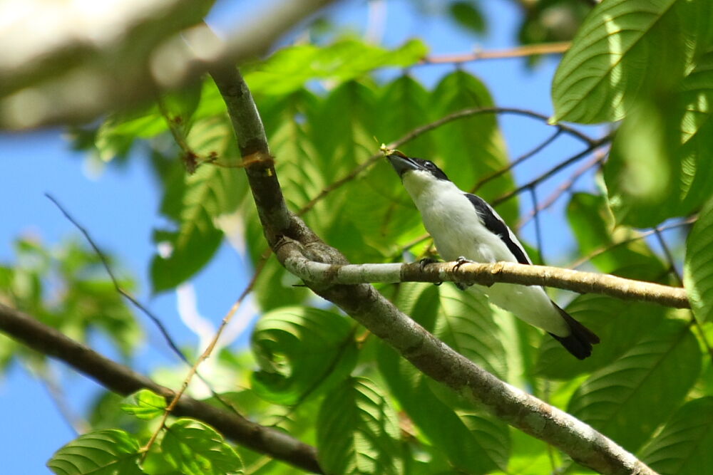 Black-crowned Tityra, identification