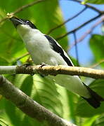 Black-crowned Tityra