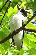 Black-crowned Tityra