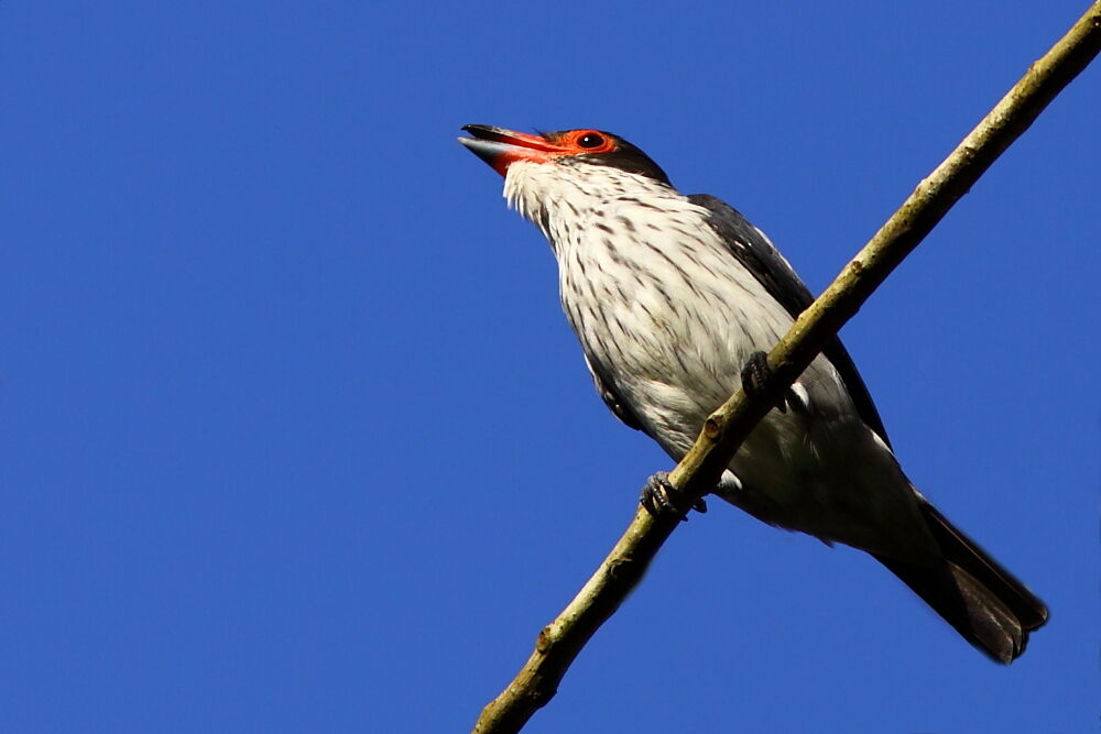 Tityre gris femelle adulte, identification