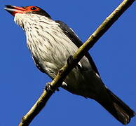 Black-tailed Tityra