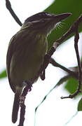 Painted Tody-Flycatcher