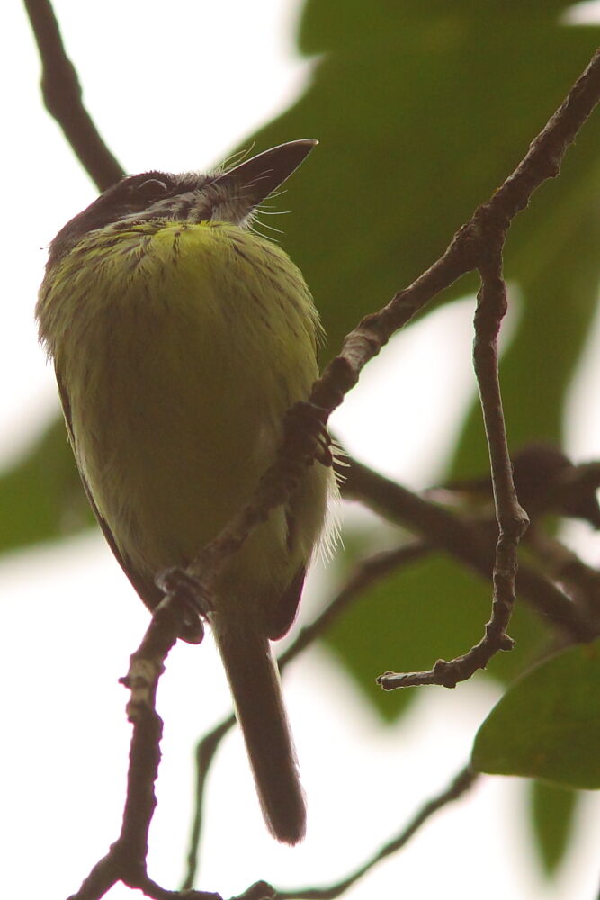 Todirostre peintadulte, identification