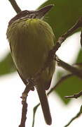 Painted Tody-Flycatcher