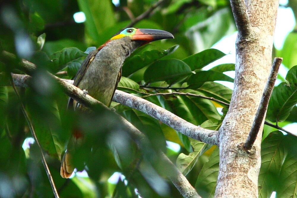 Guianan Toucanet female adult