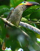 Guianan Toucanet