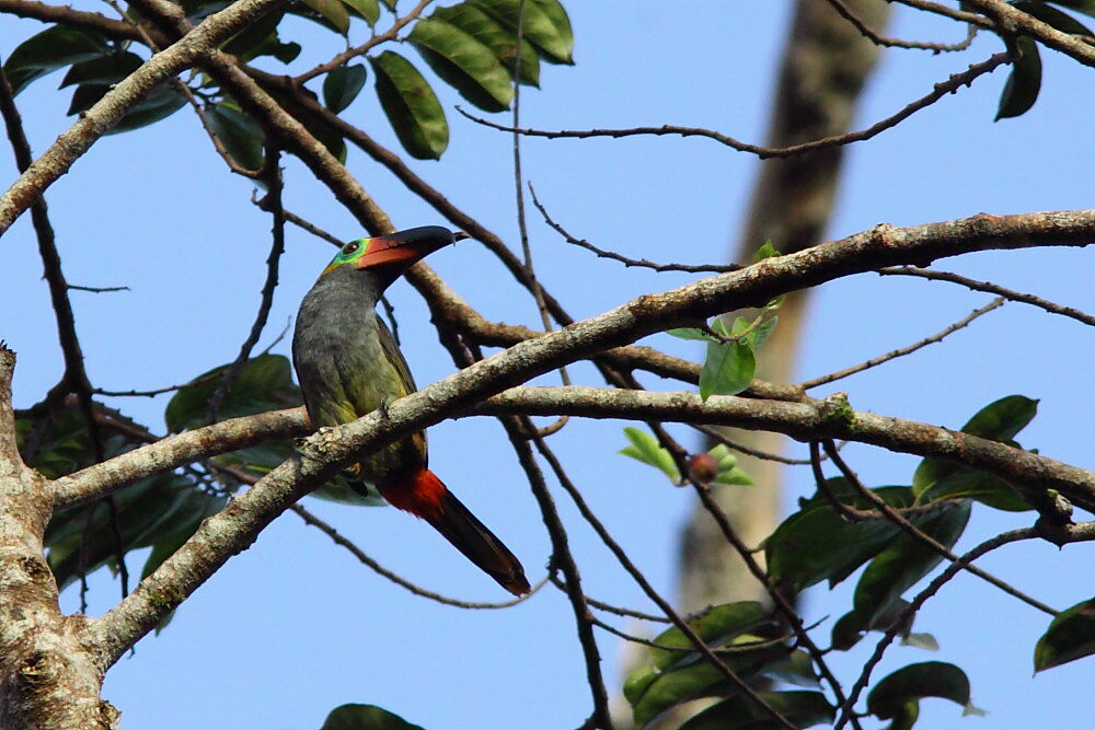 Toucanet koulik femelle adulte, identification