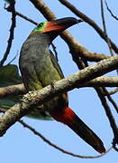 Guianan Toucanet