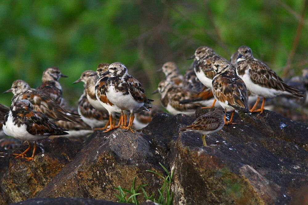 Ruddy Turnstone