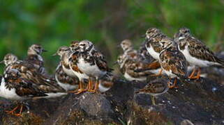 Ruddy Turnstone