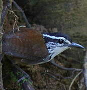 White-breasted Wood Wren