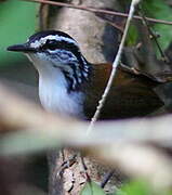 White-breasted Wood Wren