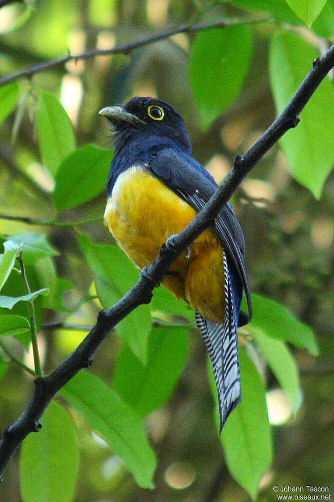 Trogon violacé, identification