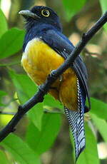 Trogon violacé