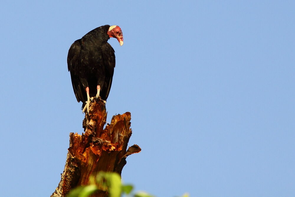 Turkey Vultureadult, identification